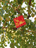 hk110075_thumb.jpg